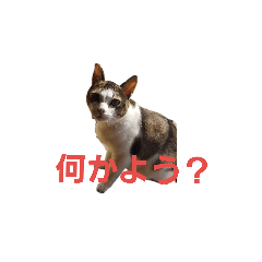 [LINEスタンプ] 猫 cat 