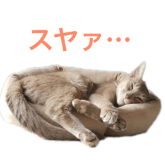 [LINEスタンプ] うちのネコ（アビシニアンとベンガル） 