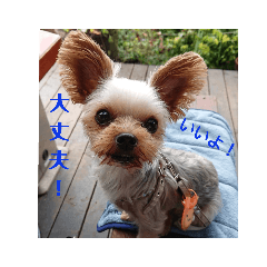 [LINEスタンプ] ヨークシャーテリアの小次郎