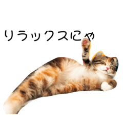 [LINEスタンプ] お年頃な猫「ロールちゃん」 