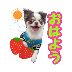 [LINEスタンプ] チワワ★だんごpart1