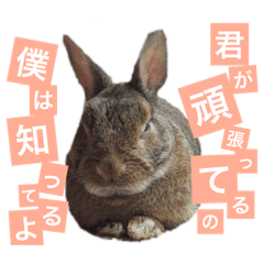 [LINEスタンプ] うさぎの福 