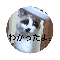 [LINEスタンプ] 猫 シラタマちゃん8
