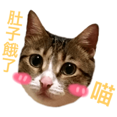 [LINEスタンプ] ネコちゃんたちの日常 