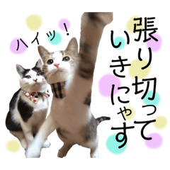 [LINEスタンプ] 保護猫ビスコ2 byオハナビーズ