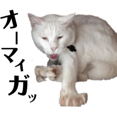 [LINEスタンプ] 我ら、猫ですけど