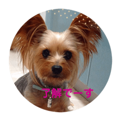 [LINEスタンプ] LoveyヨーキーNOAH