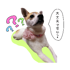 [LINEスタンプ] 犬のマロちゃん2の画像（メイン）