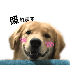 [LINEスタンプ] ゴールデンレトリーバーレオンくん第2弾