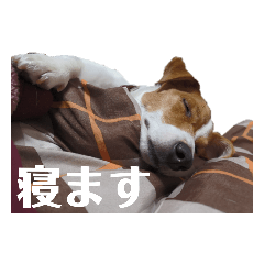 [LINEスタンプ] 犬のお返事スタンプ 