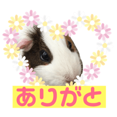 [LINEスタンプ] モルモットもんちゃんの生活 