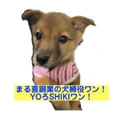 [LINEスタンプ] 犬締役まる選手 