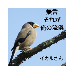 [LINEスタンプ] 野鳥 オリジナル フォトスタンプ 第一弾 