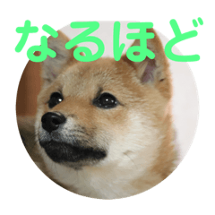 [LINEスタンプ] 柴犬ネル vol.3