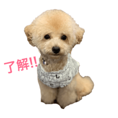 [LINEスタンプ] 我が家のわんころ2
