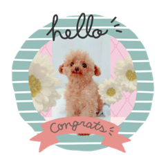 [LINEスタンプ] チロルは一応トイプードルなのです♡