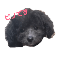 [LINEスタンプ] ピノりん