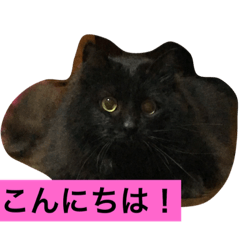[LINEスタンプ] ネコちゃんのおへんじ