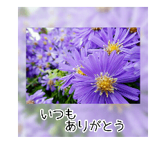 [LINEスタンプ] 綺麗な花のおしゃれアルバム♡ゆるっと敬語