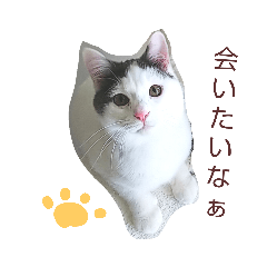 [LINEスタンプ] ベビーフェイスな保護猫ハルのスタンプ②