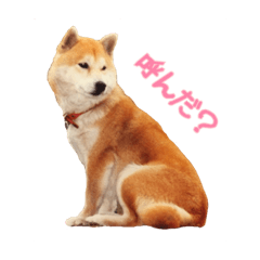 0AnimaL0