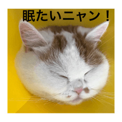 [LINEスタンプ] スコティッシュフォールドのすもも 2