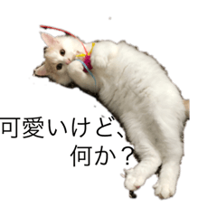 [LINEスタンプ] 我が家の6猫
