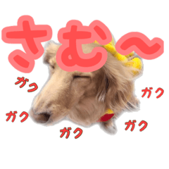 [LINEスタンプ] くうちゃんの友達たち
