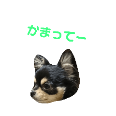 [LINEスタンプ] 愛犬boss 