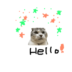[LINEスタンプ] 猫のコウちゃん 