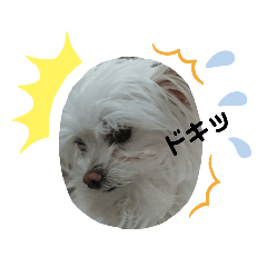 [LINEスタンプ] チワプー べりーくん2 