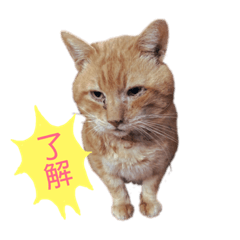 [LINEスタンプ] 野良猫の「ちゃ」 