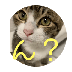 [LINEスタンプ] 猫様お嬢の日常 