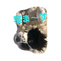 [LINEスタンプ] 犬 Crystal Dogs出身のわんこたち2