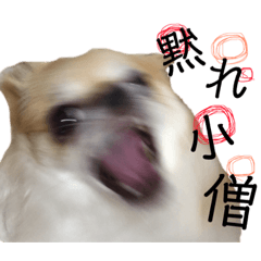 [LINEスタンプ] チワワのコロ助,柴犬のラム