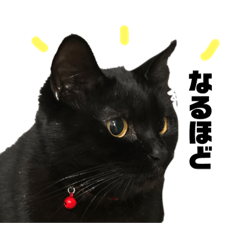 [LINEスタンプ] ポンポンポーちゃん