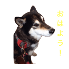[LINEスタンプ] コタ日和
