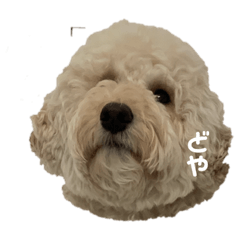 [LINEスタンプ] 愛犬らぶり＆アーサーのスタンプ第4弾