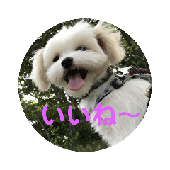 [LINEスタンプ] 大福くんと白球くん 2