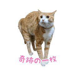 [LINEスタンプ] 愛猫すもも