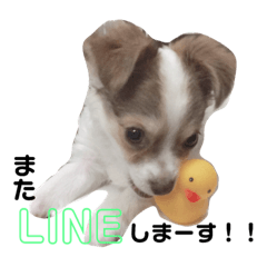 [LINEスタンプ] 実写ルークの毎日使えるスタンプ♡ 