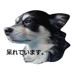 [LINEスタンプ] 犬のてんてんスタンプ第2段