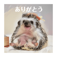 [LINEスタンプ] ハリネズミのカイとレイ 