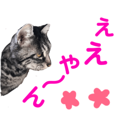 [LINEスタンプ] 猫の写真で大阪弁と標準語両方の日常会話の画像（メイン）