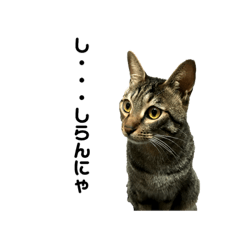 [LINEスタンプ] キジネコスタンプ 